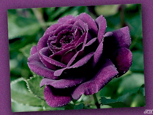 Картинка Фиалетовая роза из коллекции Картинки анимация Цветы