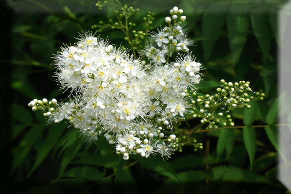 Белая черемуха - Цветы