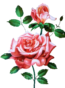 Картинка Живая роза из коллекции Картинки анимация Цветы