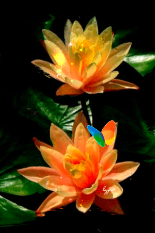 Волшебные лилии - Цветы красивые