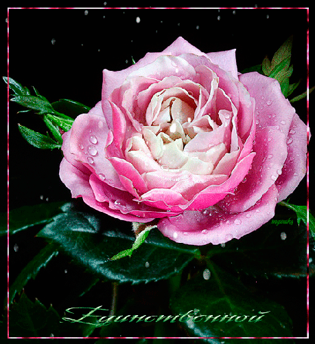 Роза для девушки - Цветы красивые