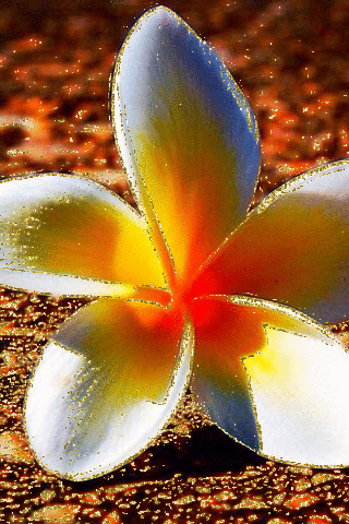 Плюмерия - Цветы красивые