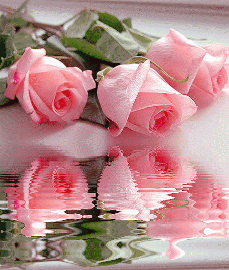 Картинка Розовые розы из коллекции Картинки анимация Цветы