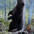 Медведь в летнем лесу