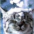 Зимний кот под снегом