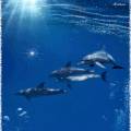 Дельфинчики картинки