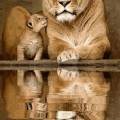 Львица и львёнок