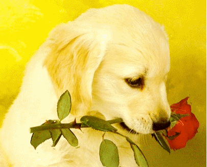 Картинка Белый щенок из коллекции Картинки анимация Животные
