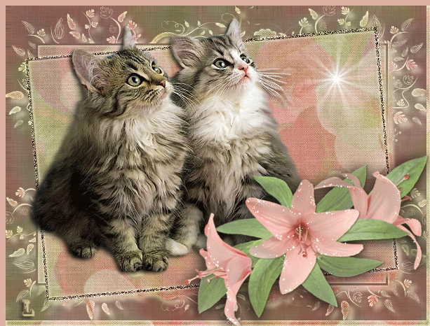 Картинка Сибирские котята из коллекции Картинки анимация Животные
