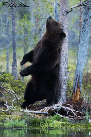 Картинка Медведь в летнем лесу из коллекции Картинки анимация Животные в картинках
