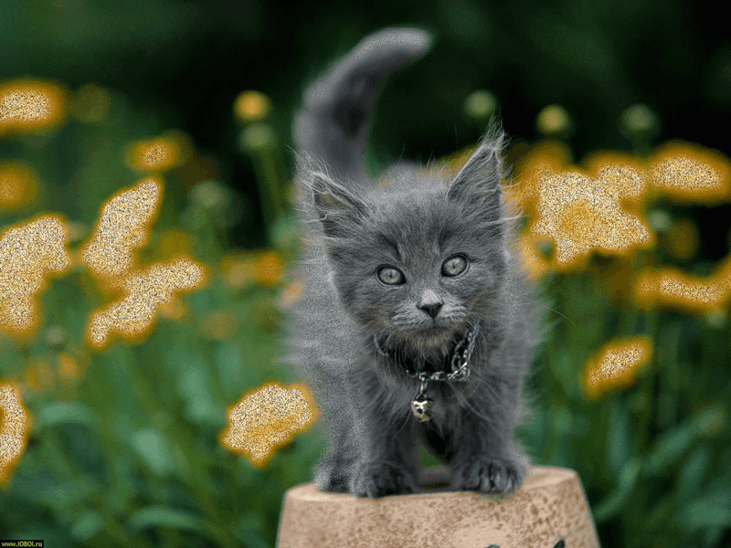 Маленький котенок - Животные
