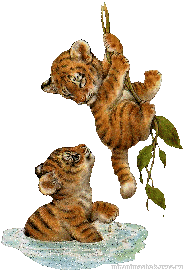 Тигр - Животные в картинках