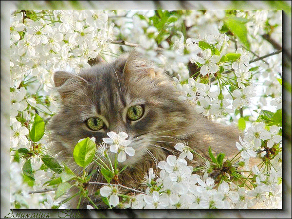 Сибирская кошка и черемуха - Животные в картинках