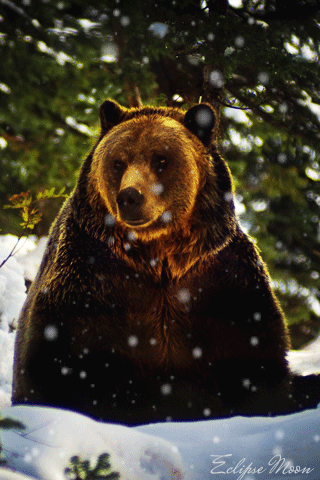 Медведь в сугробе - Животные в картинках