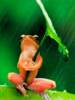 Картинка Лягушонок под дождём из коллекции Картинки анимация Животные