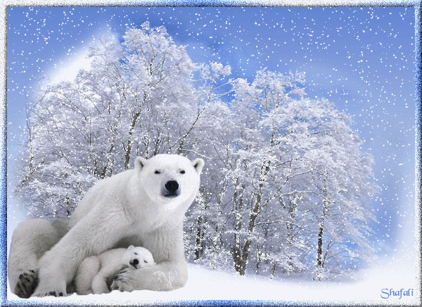 Картинка Белые медведи из коллекции Картинки анимация Животные