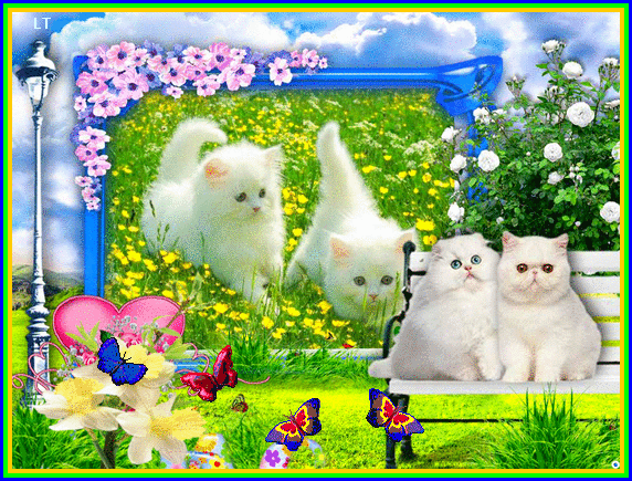 Картинка Котята из коллекции Картинки анимация Животные