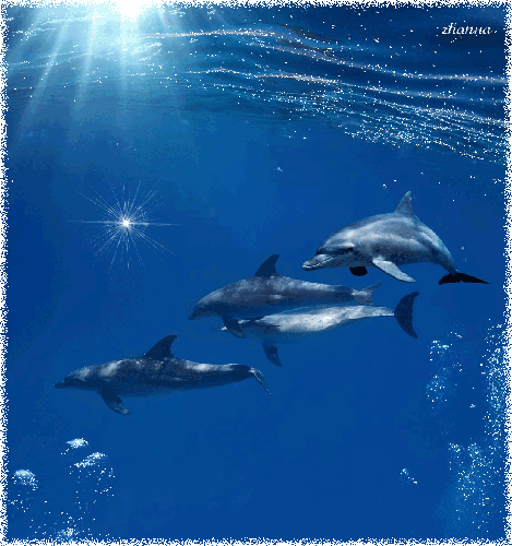 Картинка Дельфинчики картинки из коллекции Картинки анимация Животные в картинках