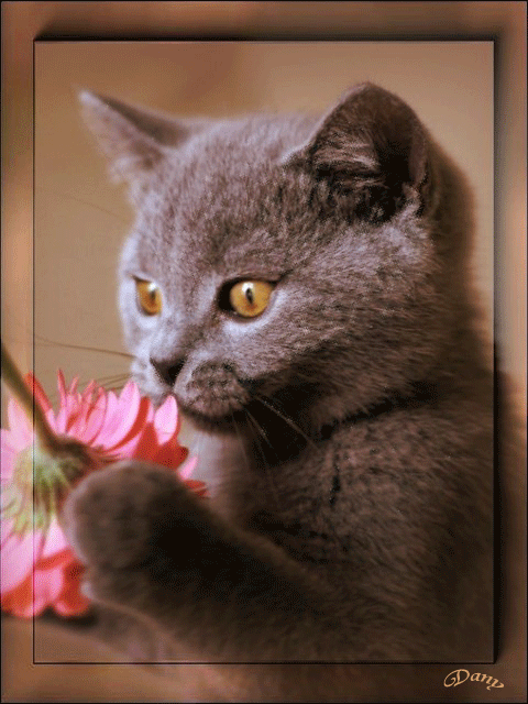 Котенок и цветок - Животные