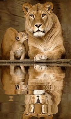 Львица и львёнок - Животные в картинках