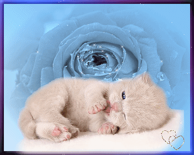 Котенок с розой - Животные в картинках