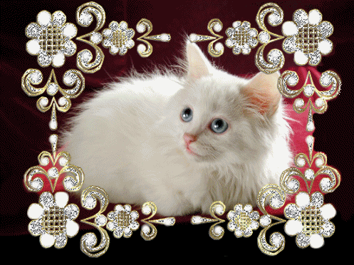 Картинка Белая кошка из коллекции Картинки анимация Животные