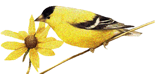 Картинка Птица и цветок из коллекции Картинки анимация Птицы