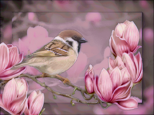 Картинка Воробей из коллекции Картинки анимация Птицы анимированные
