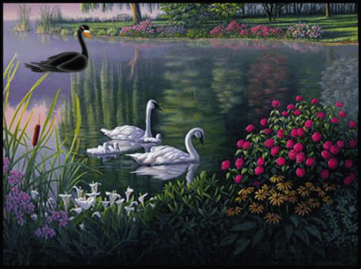 Картинка Черный и белые лебеди из коллекции Картинки анимация Птицы анимированные