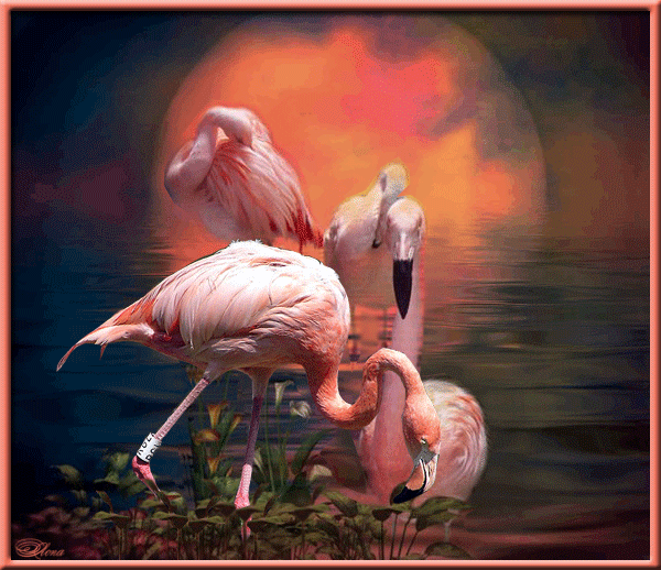 Розовый фламинго - Птицы анимированные