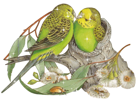 Картинка Попугайчики из коллекции Картинки анимация Птицы анимированные