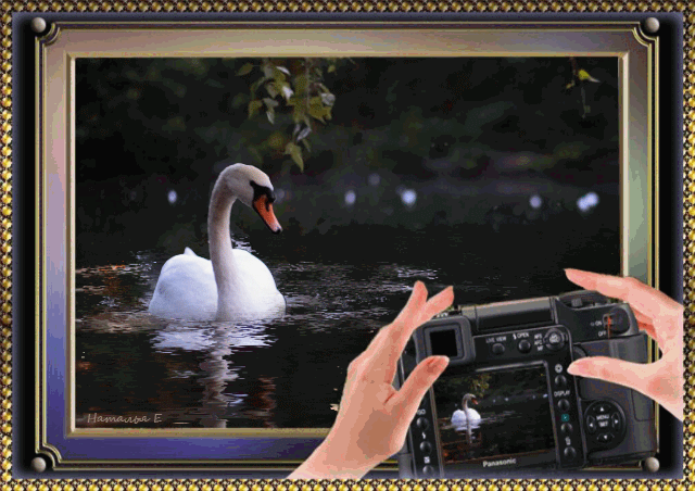 Белый лебедь на пруду - Птицы анимированные