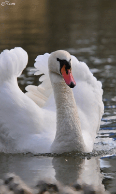 Белый лебедь фото - Птицы анимированные