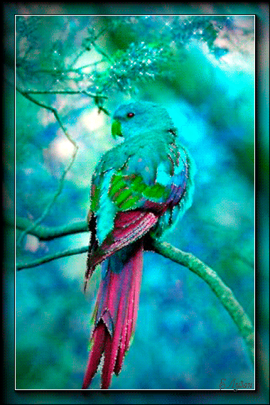 Голубой попугай - Птицы анимированные