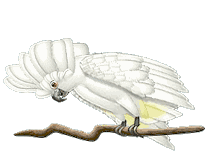 Картинка Белый попугай из коллекции Картинки анимация Птицы