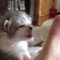 Котенок пьет из бытылочки молоко