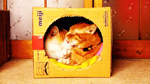 Кошки в коробке - Юмор и гиф приколы
