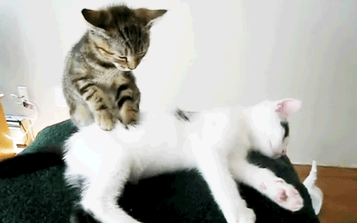 Котенок массажист - Юмор и гиф приколы