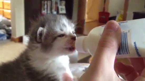 Котенок пьет из бытылочки молоко - Юмор и гиф приколы