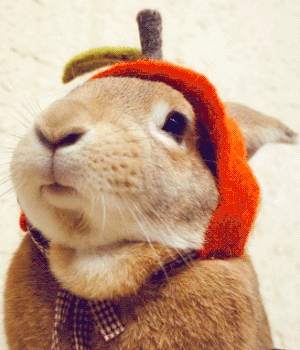 Картинка Прикольный кролик из коллекции Картинки анимация Юмор и гиф приколы