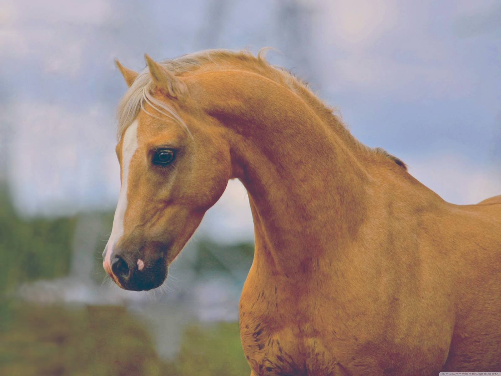 Лошадь - Животный мир
