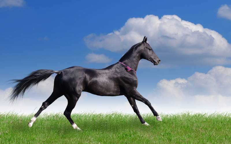 Синяя лошадь - Животный мир