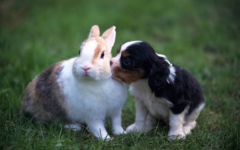 Кролик и щенок - Животный мир
