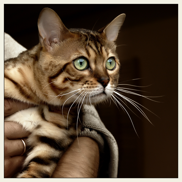 Картинка Бенгальский кот из коллекции Обои для рабочего стола Животный мир