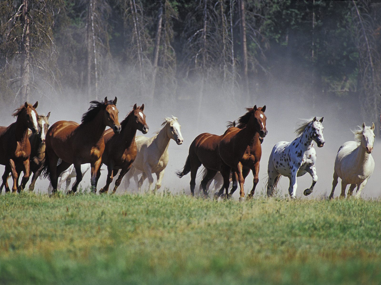 Дикие лошади - Животный мир