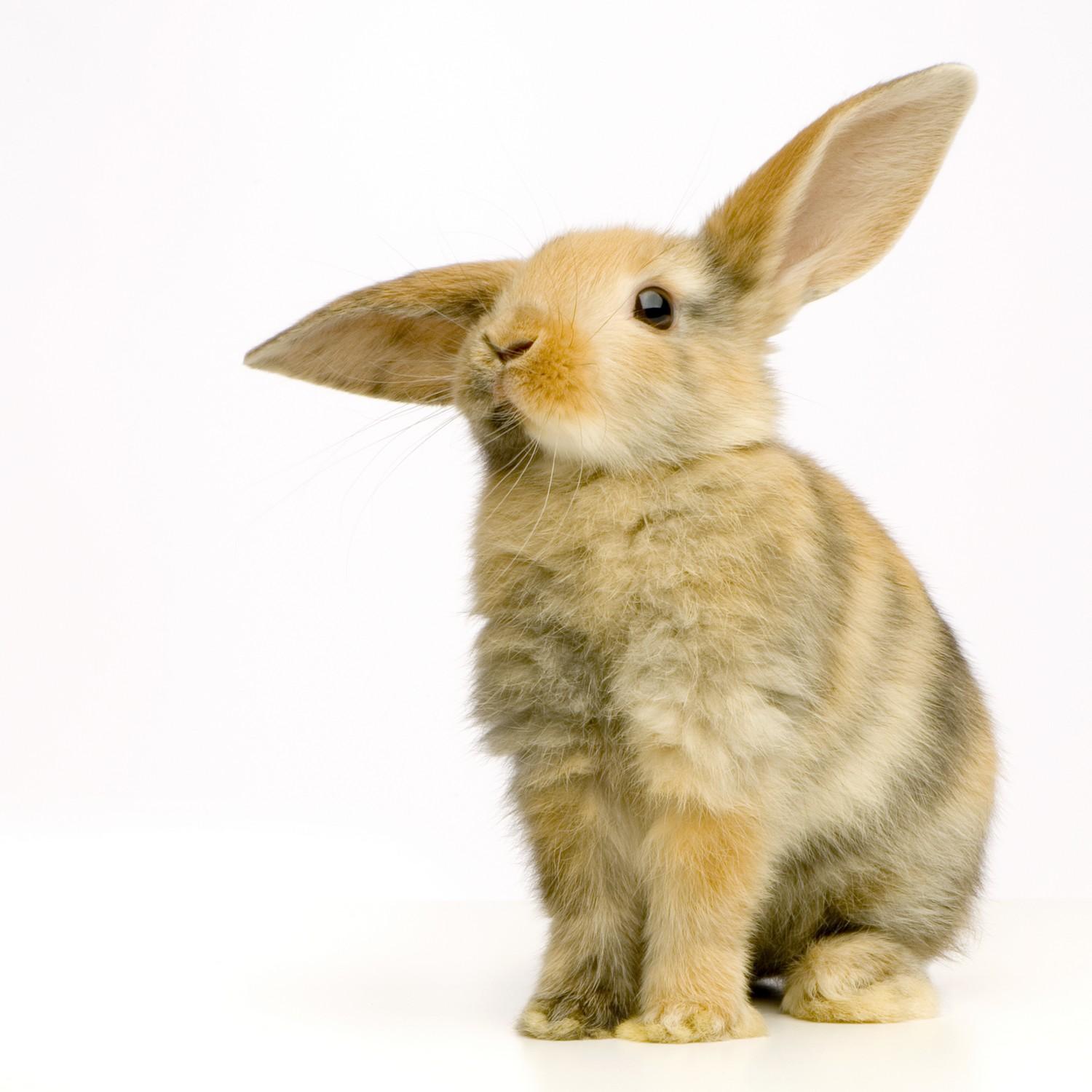 Ушастый кролик - Животный мир