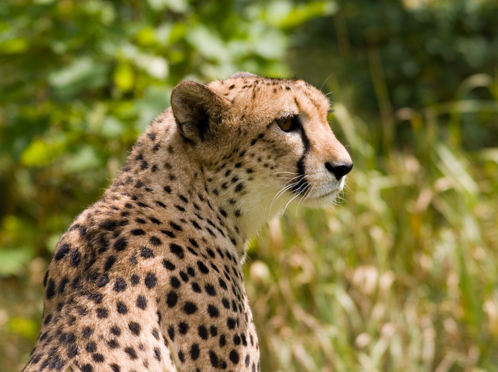 Леопард - Животный мир