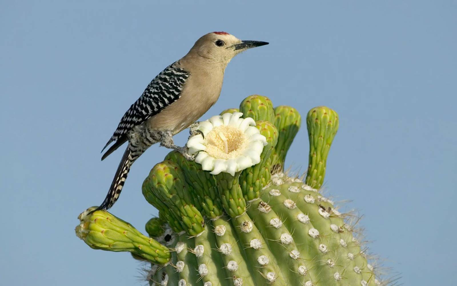 Птичка на кактусе - Птицы