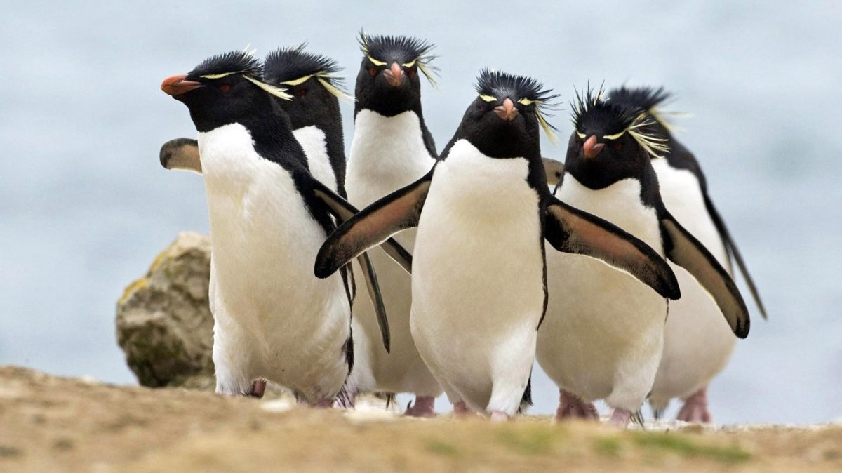 Прикольные пингвины - Птицы