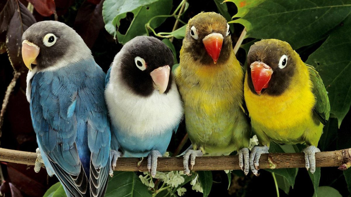 Четыре попугая - Птицы